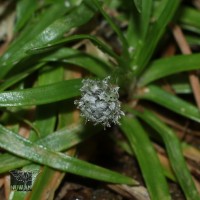 Eriocaulon subglaucum Ruhland